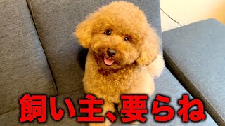 それでも飼い主は君のこと愛してるよ。【トイプードル】 by マロン（漢） 119,805 views 7 months ago 6 minutes, 8 seconds