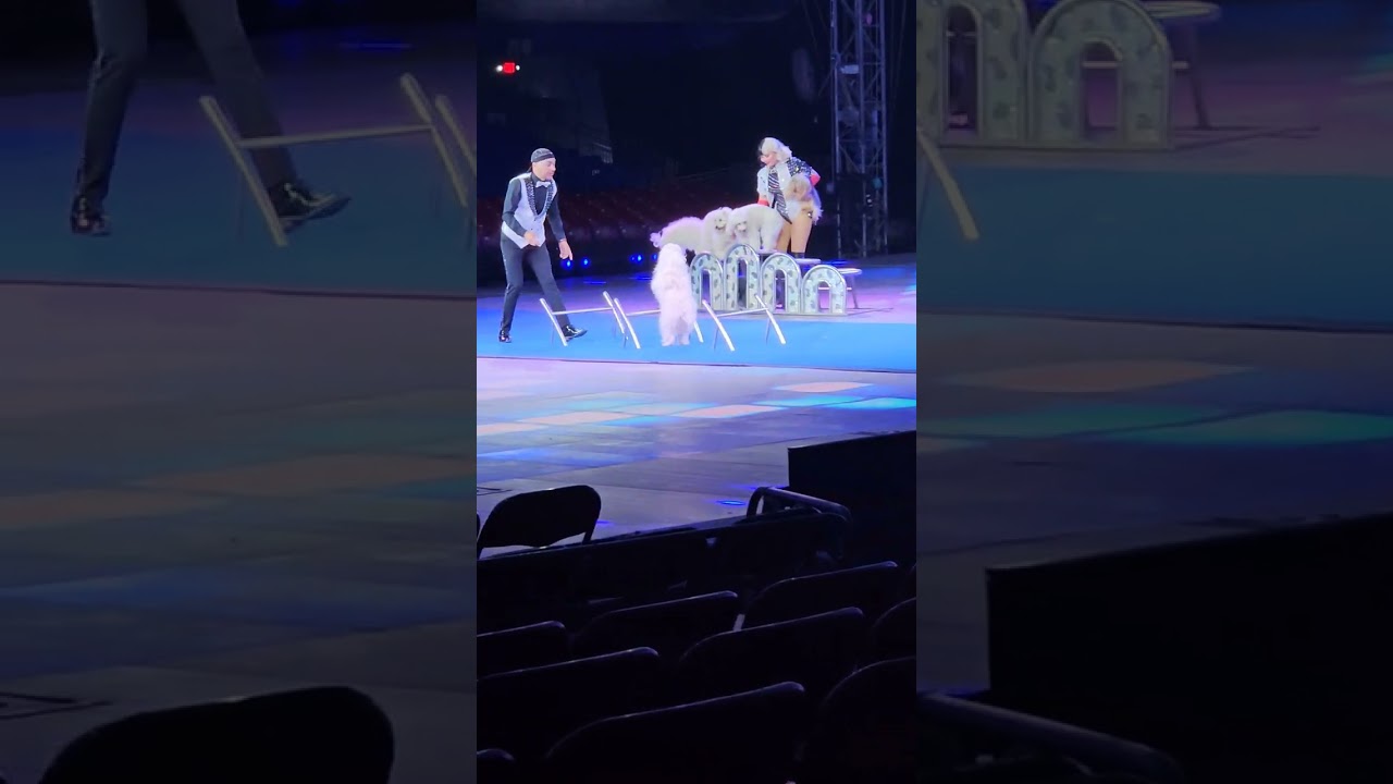 These Dogs Stole the Show! Circus Obstacle Challenge! 🐕✨| Garden Bros Circus