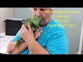 yellow naped amazon parrot baby 9 3 2021 #amazonparrots