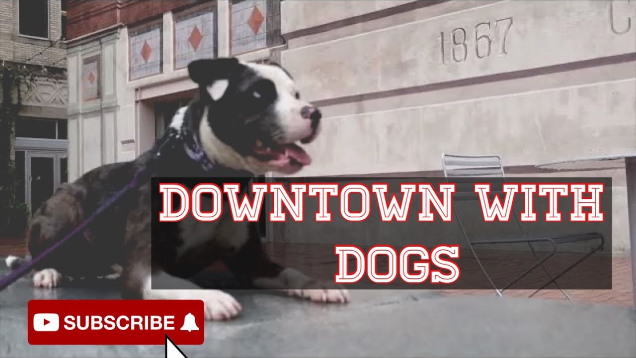 Dog Training (Downtown Fort Worth)