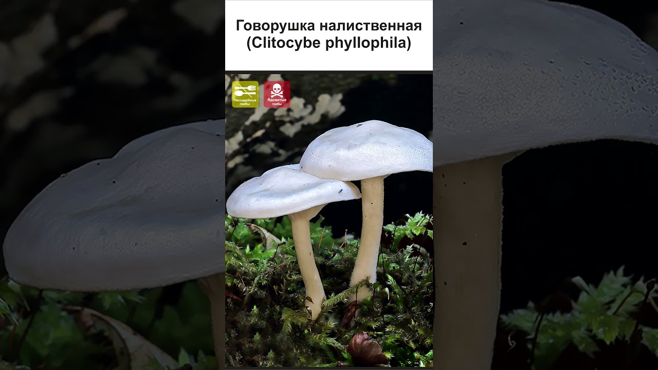 ГРИБЫ ГОВОРУШКИ ВСЕ ВИДЫ (2 часть) 