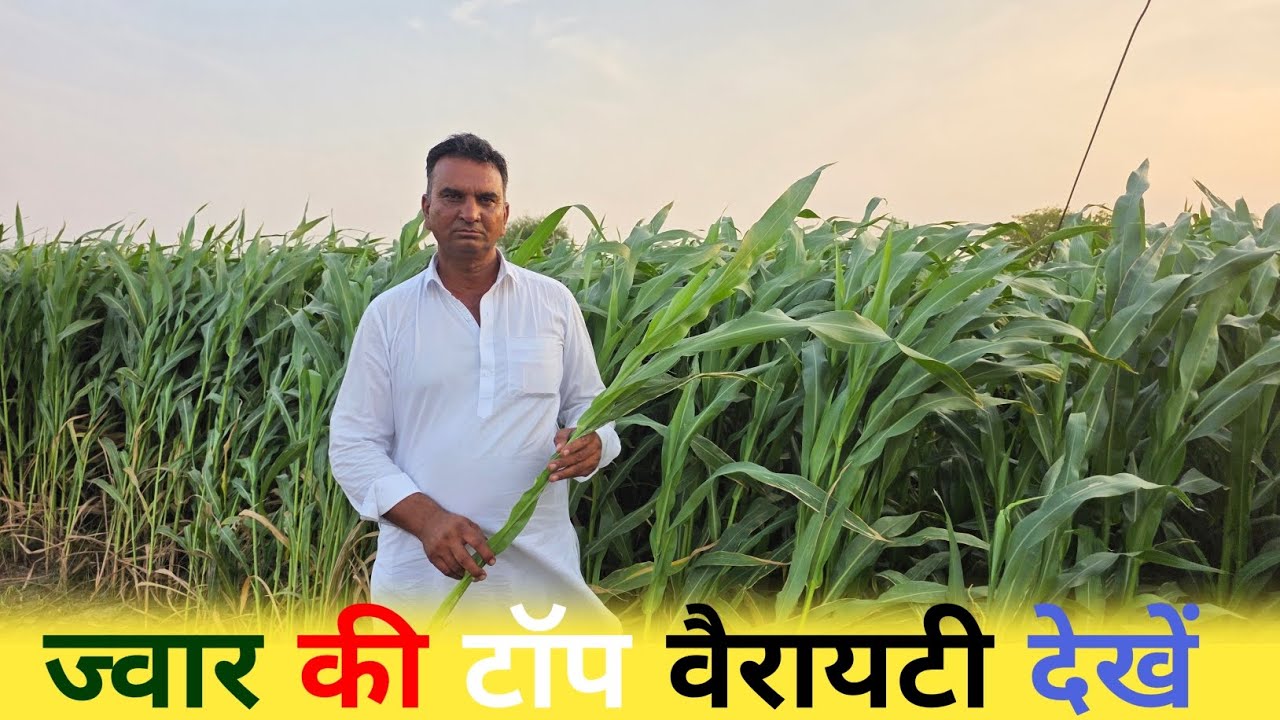 ज्वार की टॉप वैरायटी (Top Sorghum Varieties in India)✅ ज्वार की टॉप वैरायटी – बंपर पैदावार की गारंटी