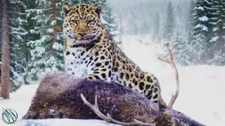 Amur-Leopard: Die seltenste und am stärksten bedrohte Raubkatze der Welt