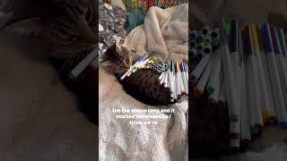 Famous Girl tries to see how many markers she can stack on her sleeping cat before she wakes up! Net Worth
