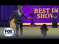 2024 best in show full event  westminster kennel club