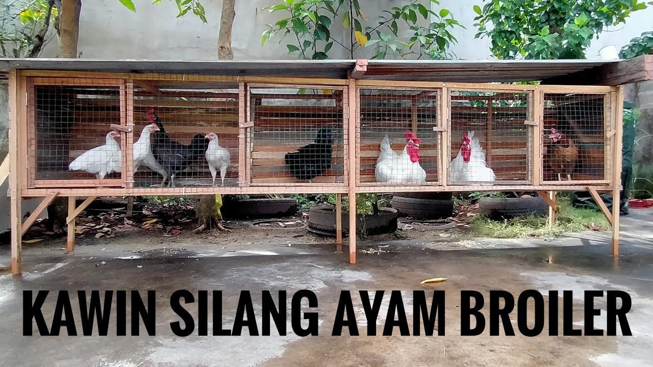 Kawin silang ayam broiler dengan ayam kampung