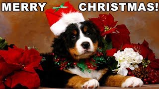 Christmas Puppy Surprise 2017 - 2018 [NEW] by FunnyClix 132,322 views 6 years ago 10 minutes, 22 seconds