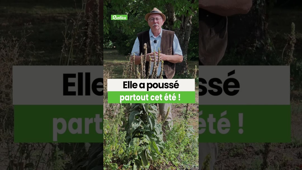 Cette plante a une résistance incroyable à la sécheresse