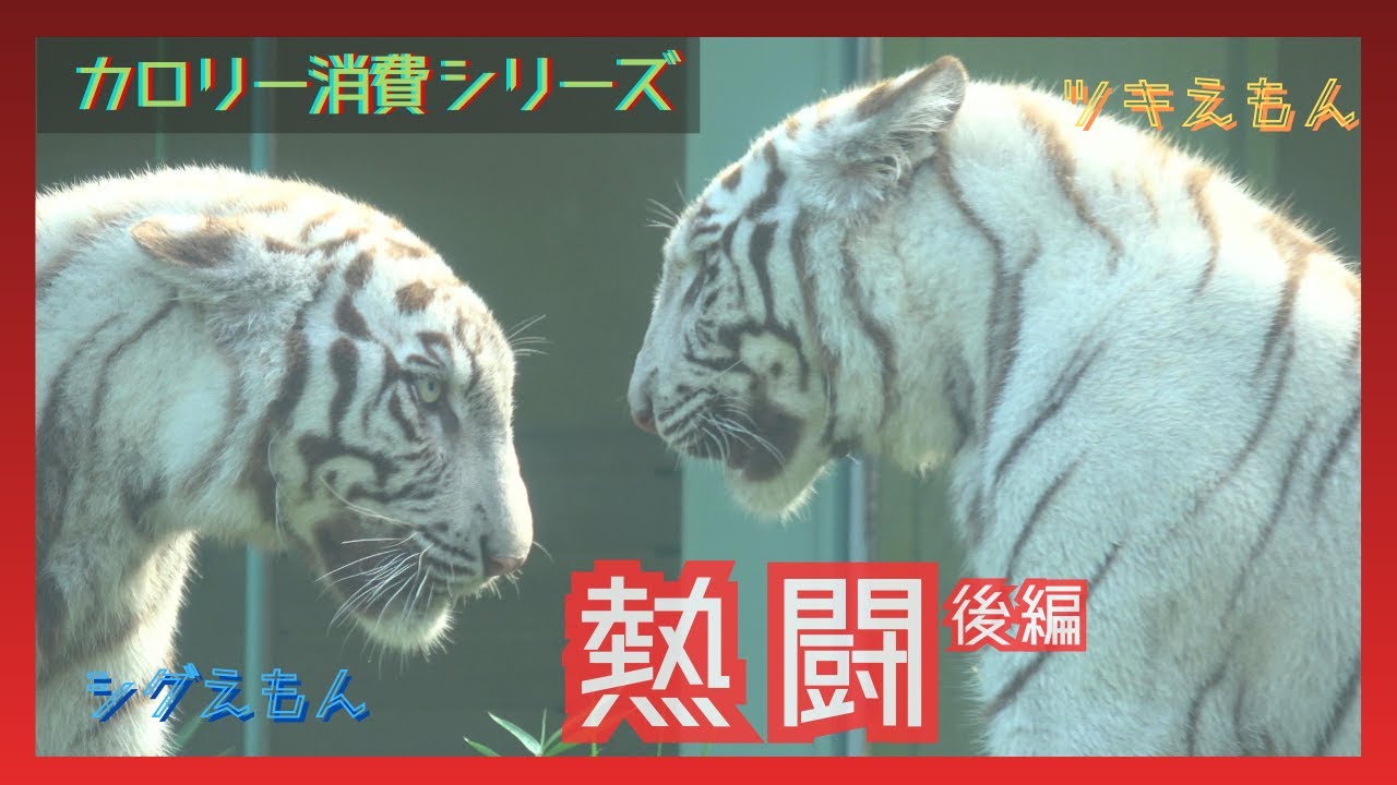 【カロリー消費シリーズ　熱闘　後編】伊豆アニマルキングダム　ホワイトタイガー「ツキ」「シグレ」「シロップ」