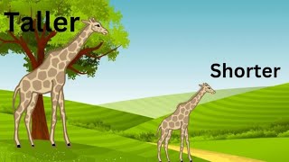 Maths - Tall and Short || Compare Heights || Kindergarten Lessons