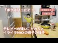 【発達凸凹育児】自閉症5歳児のテレビへの強いこだわりと母子のイライラMAXな様子