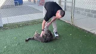 Meet Rook A Terrier Pit Bull Currently Available For Adoption 3102022 43054 Pm