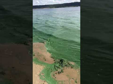 Цветение воды в волге