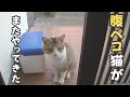 突然現れた腹ペコ猫。その日の夕方にまたやってきました。