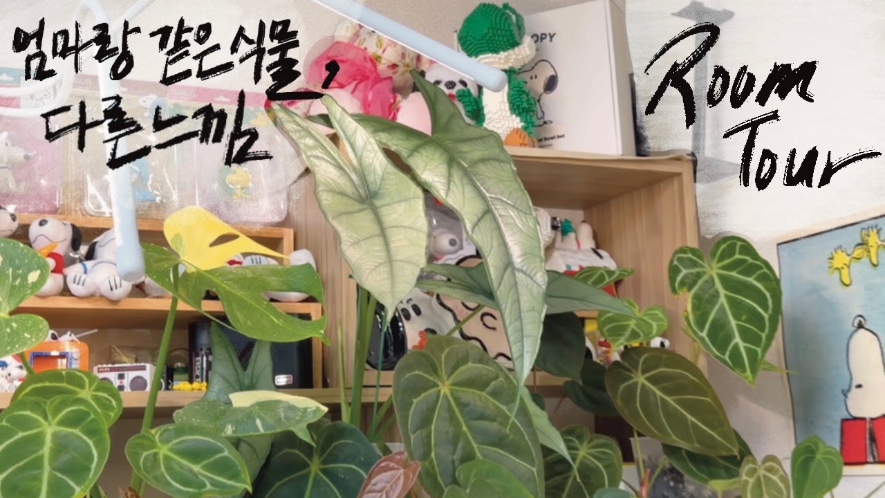[RoomTour] 반려식물을 추억하는 방법 / 식집사가 추천하는 가드닝 꿀템들과 유용한 다이소 아이템! -식집사 모녀편5