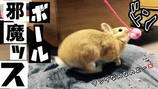 ホリホリしたいとウサギとボールで遊びたいお姉ちゃん Rabbit to play ball #298