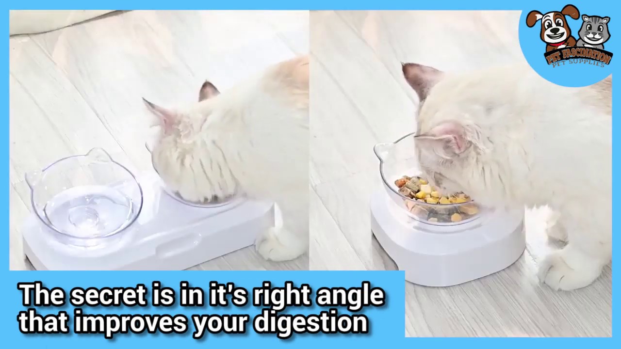 ANTI VOMITING ORTHOPEDIC CAT BOWL VIDEO 2 YouTube