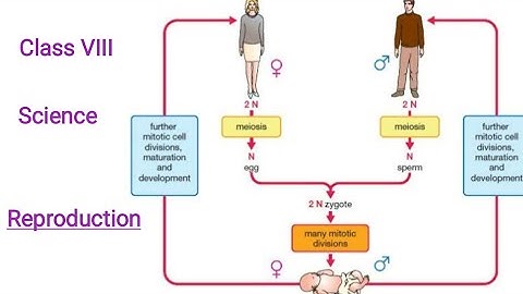 Class VIII Science 30 10 2020 by Ms Mridulata Upadhyay (Chapter 9 Reproduction)