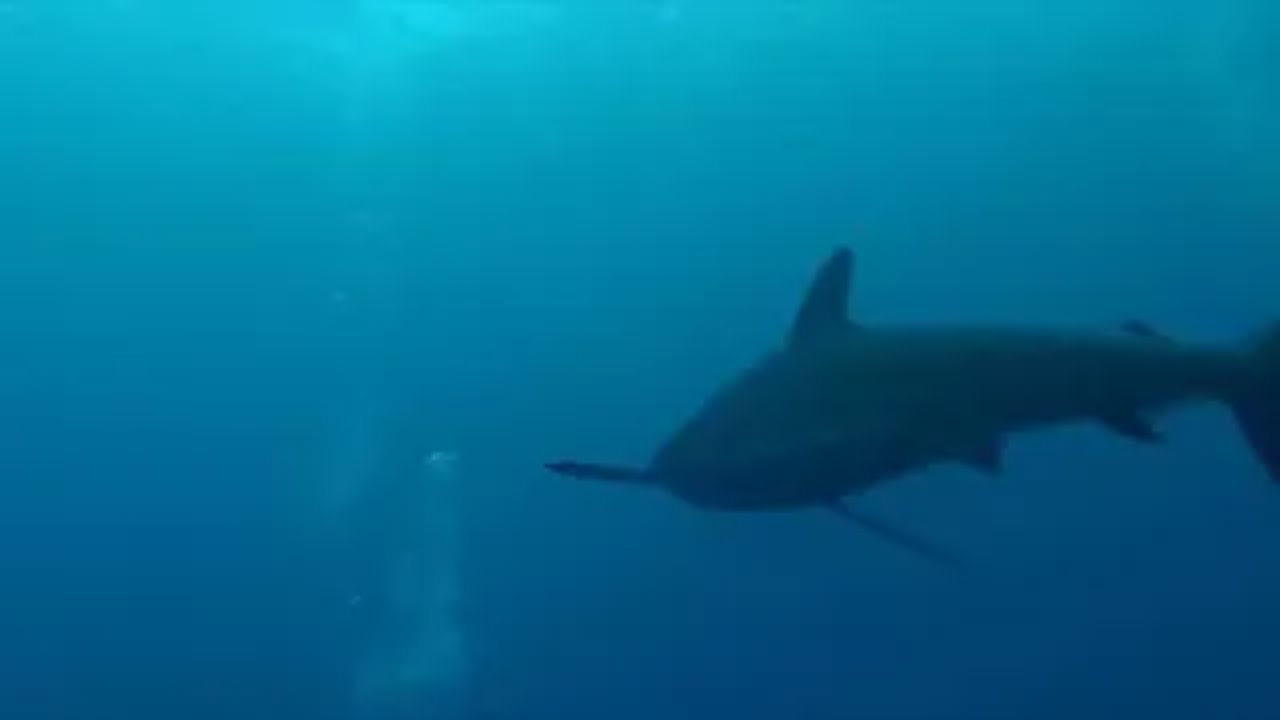 Longfin vs Shortfin Mako  Ocean's Speed Demons! 
