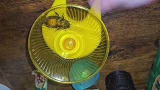 Will My Roaches Run On A Hamster Wheel? They Escaped