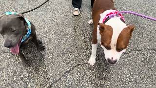 A2083610 Brooke and A2083741 Wilbur temp test 