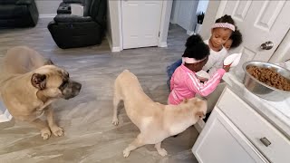 3 Kids Learning To Feed Huge Dogs by Shipley Cane Corso 2,864 views 4 years ago 3 minutes, 3 seconds