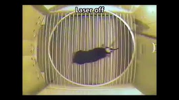 Dopamine D2 receptor-mediated circuit from the central amygdala to the bed nucleus of the stria