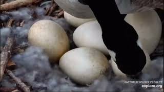 Decorah Eagles~ Large Zoom of Goose Eggs-Male BE Lays in N1-Female BE on Y branch_4.23.22