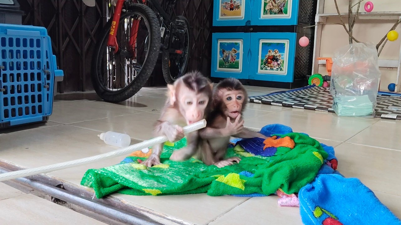 These two baby monkeys are playing so seriously