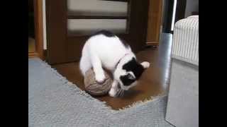 *猫*　毛糸玉で遊ぶはなこ screenshot 5