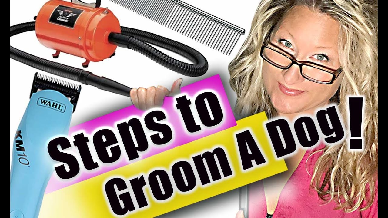 Steps to Successfully GROOM ANY Dog! YouTube