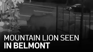 Belmont Residents React to Mountain Lions Spotted in Neighborhood