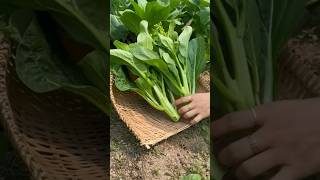 Sumptuous Choy A Culinary Exploration Of Choy Sum