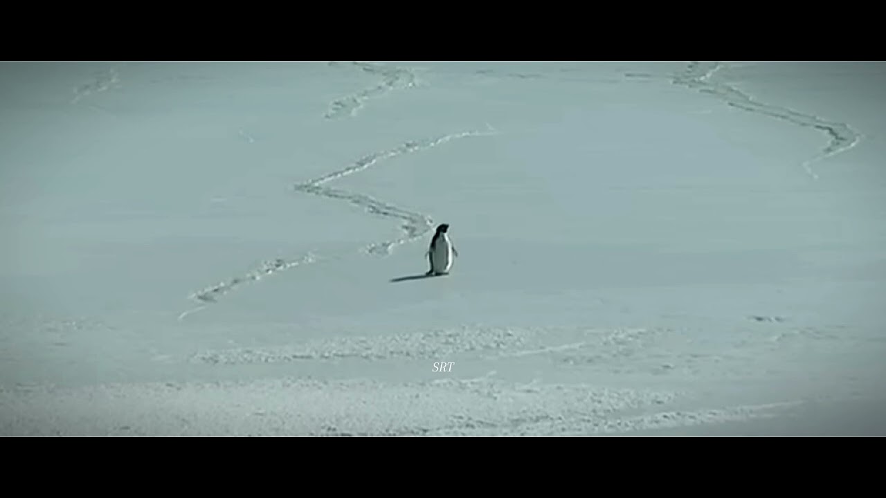 L'amour Toujours...Penguin...But Why?   ( s l o w e d + r e v e r b )  SRT