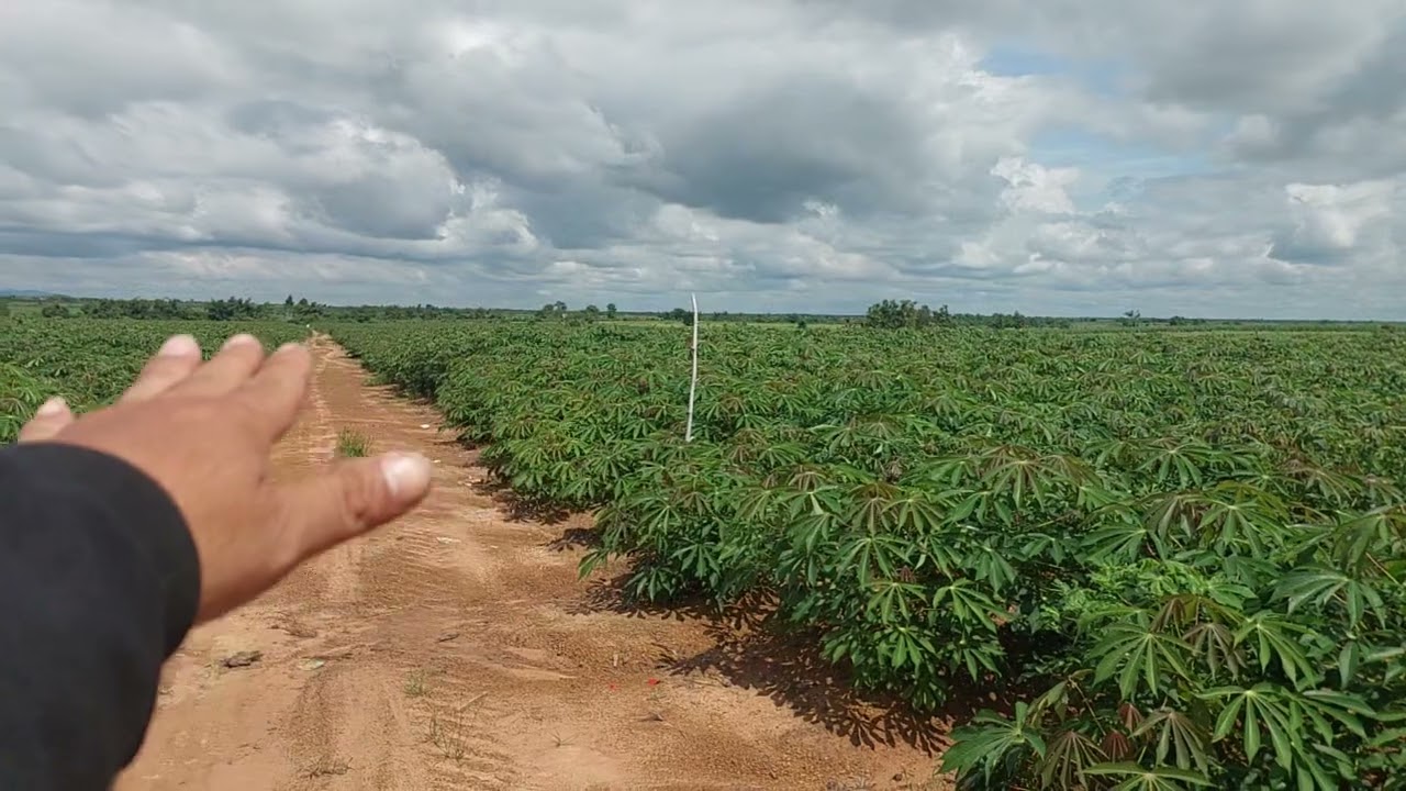 đất rẻ 20 hét đất trống tại huyện easup Đăk Lăk giá 120 triệu 1 hét lh 0944734123