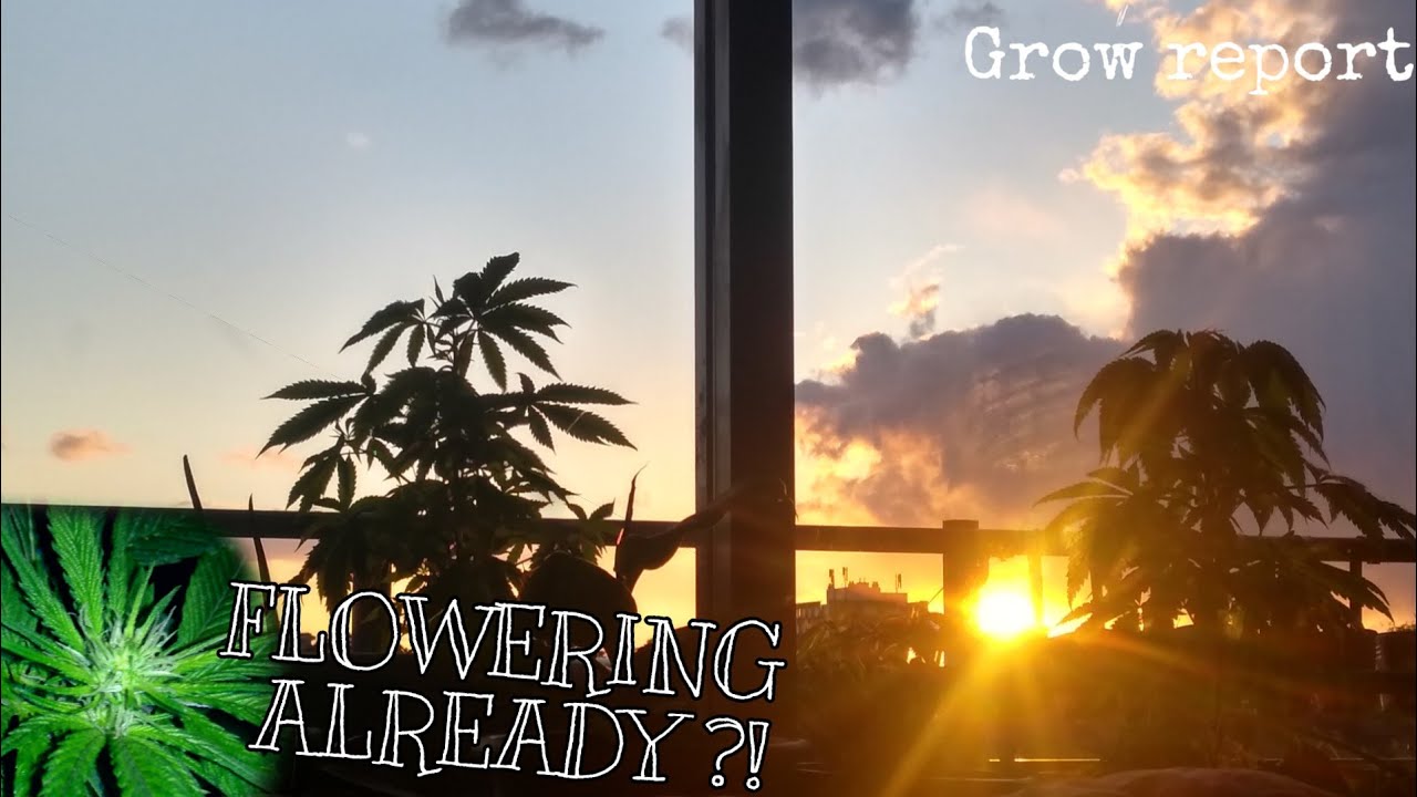 Grow Report Hulkberry ,Fat Banana , Green Gelato and Critical UPDATE