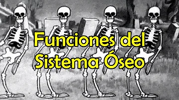 ¿Cuál es función del sistema óseo?