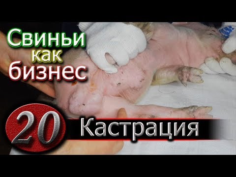 КАСТРАЦИЯ ПОРОСЯТ - ПРОСТО !!!