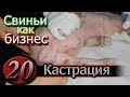 КАСТРАЦИЯ ПОРОСЯТ - ПРОСТО !!!