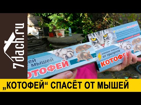 Средство "Котофей" избавит от мышей: как применять клей и клеевые ловушки - 7 дач