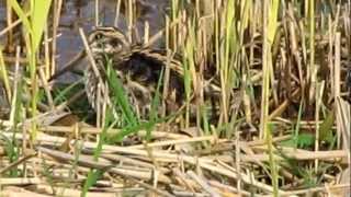 Jack Snipe bobbing at  Cresswell Pond 30 oct 2012
