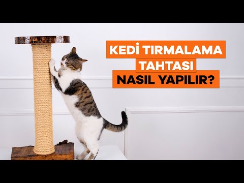 Video: Kör Bir Kediyi Tanımanın 3 Yolu