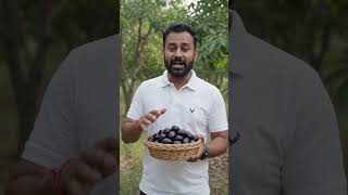 जामुन की खेती से लाखों की कमाई | Jamun Farming Business #viral #youtubeshorts #trending #funny #food