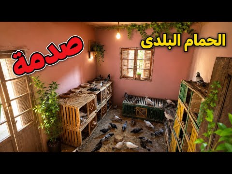 See what I found in the traditional coop 🤯 you won’t believe what happened..