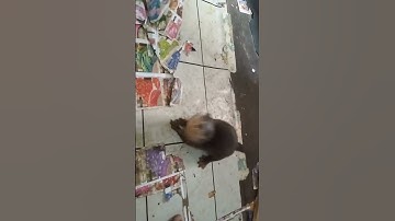 Kelincahan Otter Si Berang Berang
