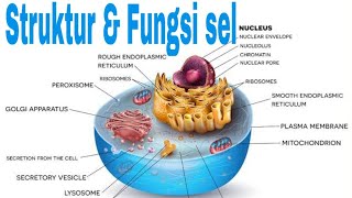 Struktur & fungsi sel