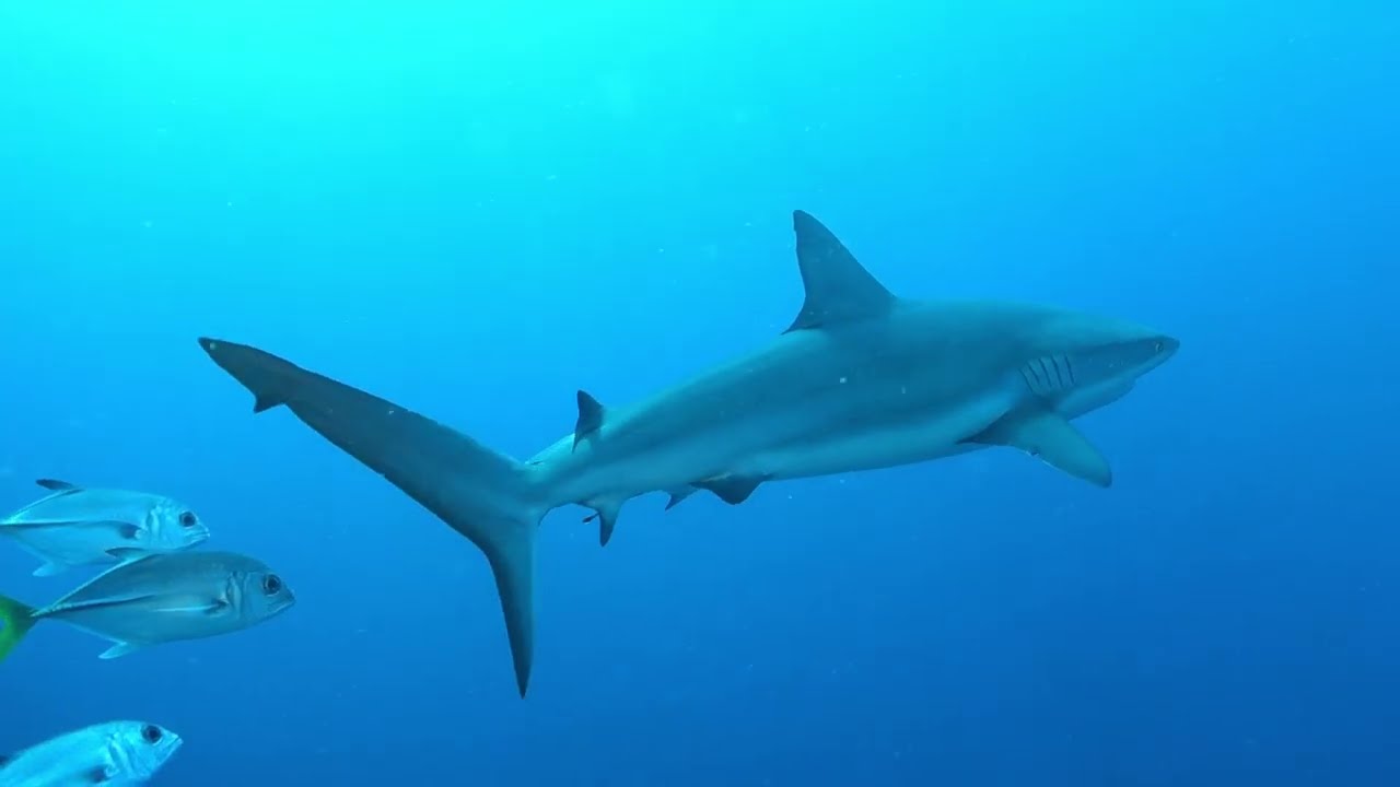 Grey Reef Shark and Groupies in Belize's Lighthouse Reef Atoll