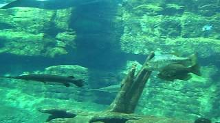 Manatee Exhibit 2