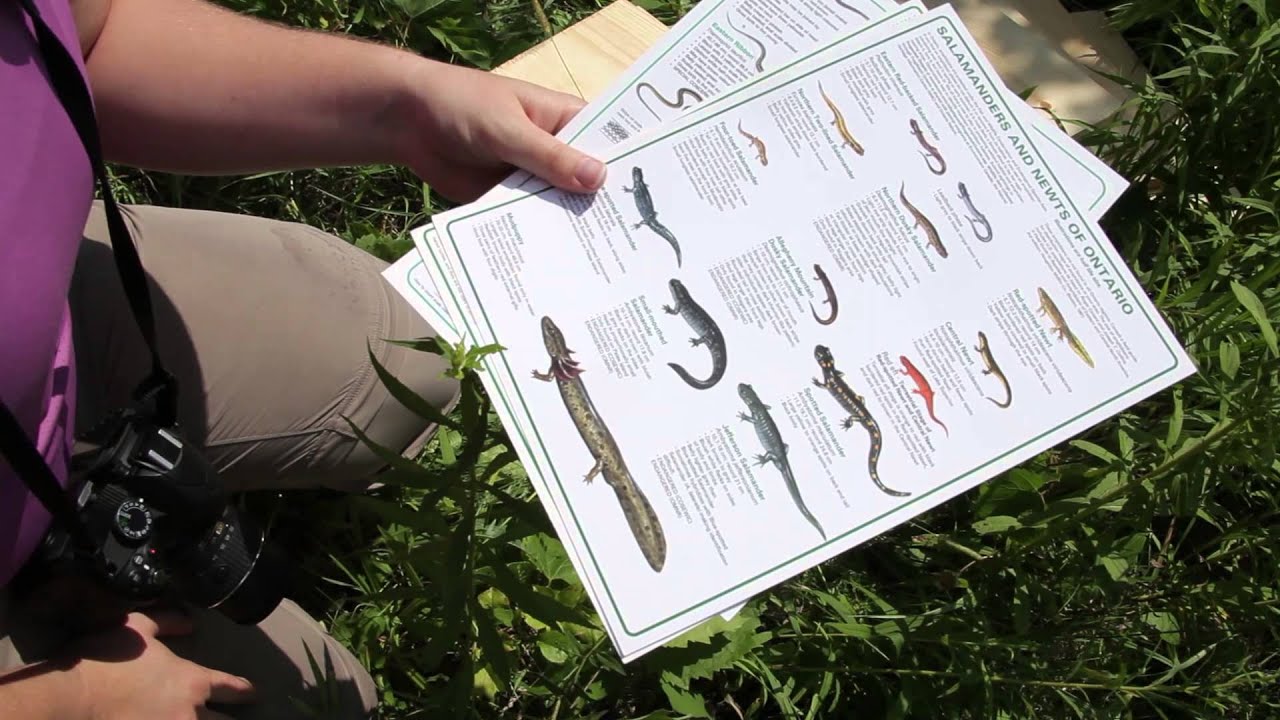 environmental tech Secrets of Salamanders at Cawthra Mulock Nature Reserve in Newmarket, Ontario