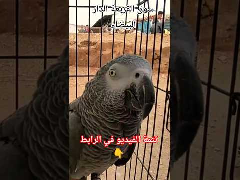 سوق القريعة للطيور بالدار البيضاء #الحسون #أثمنة_الطيور_المغردة